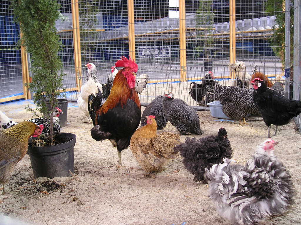 Poultry House - My E Blackboard